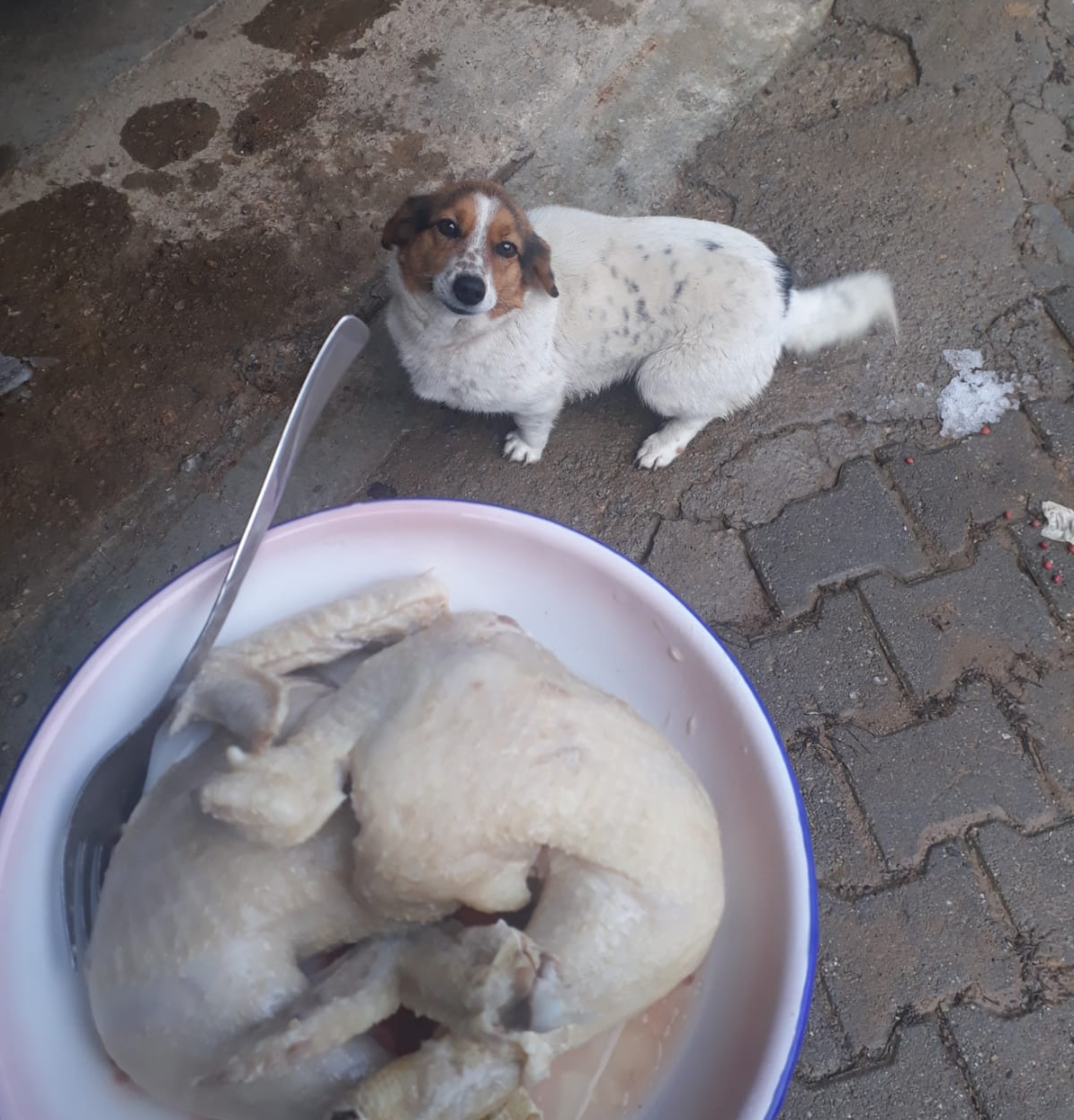 şişman köpek