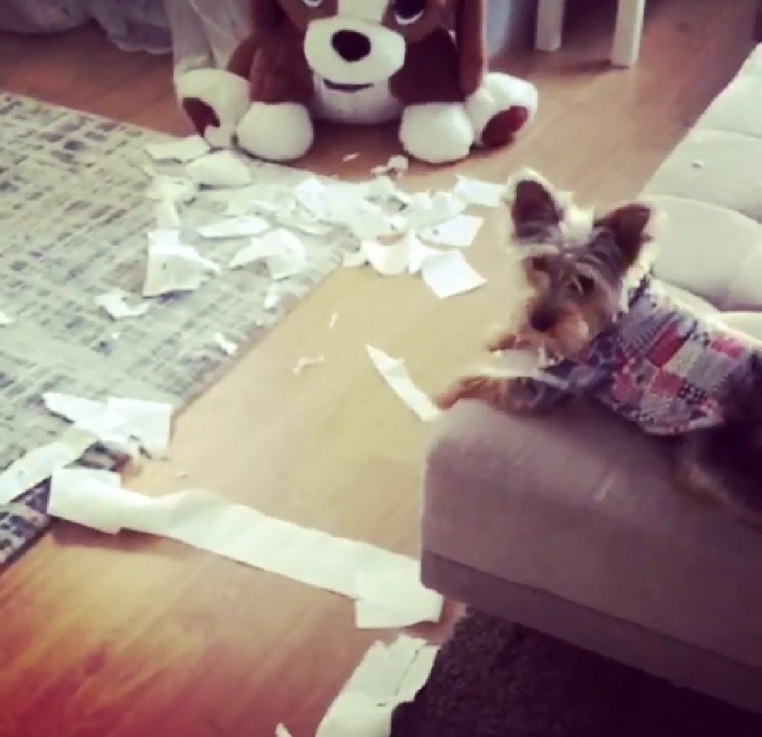 Yorkshire Terrier Köpekler ve Kediler