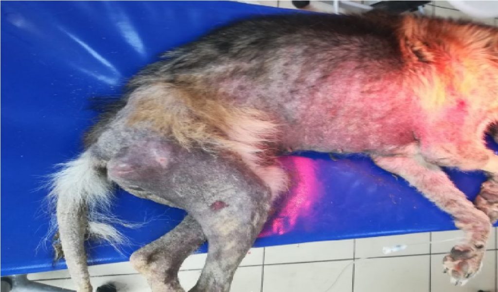 Köpeklerde uyuz Köpekler ve Kediler