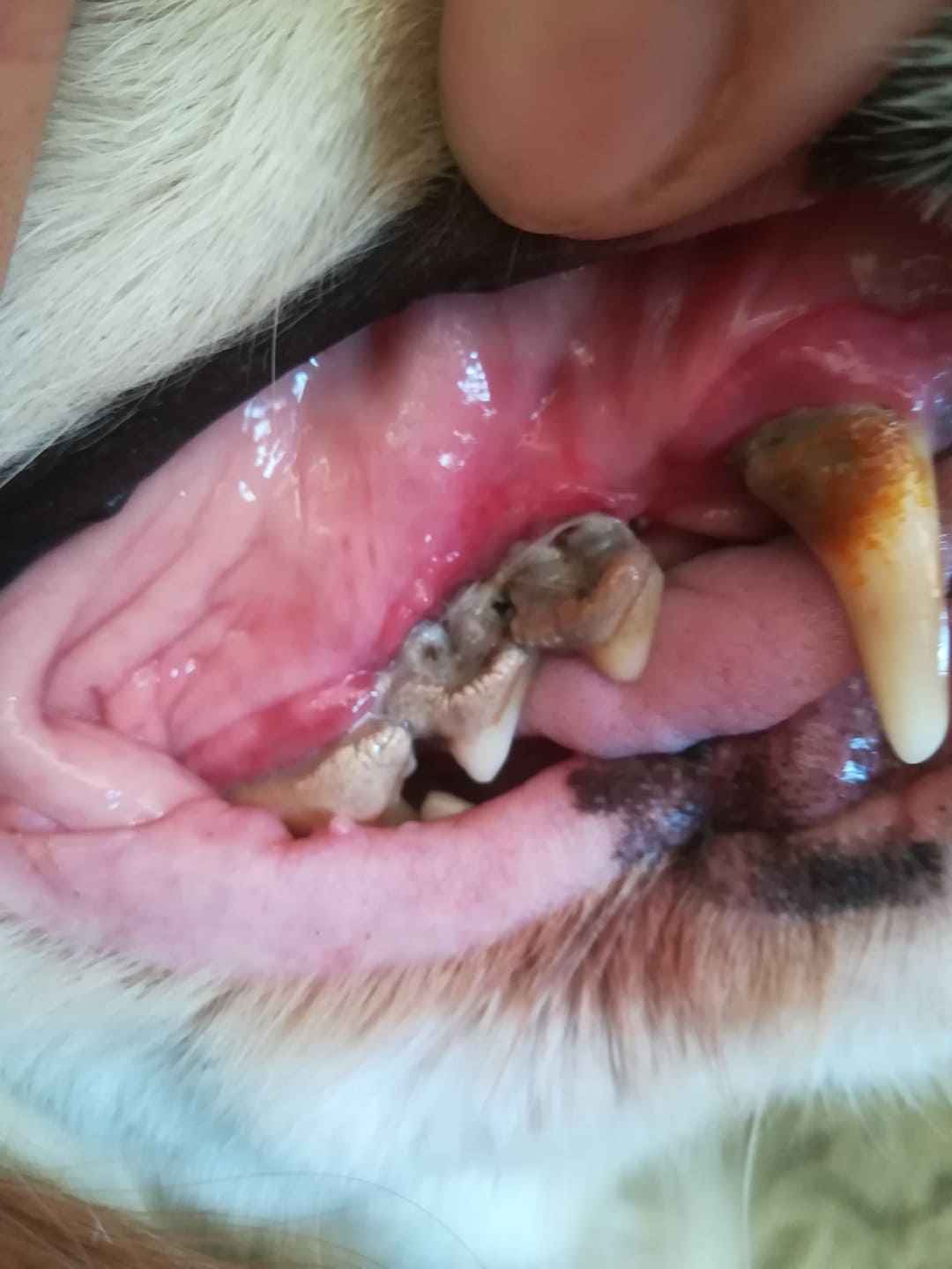 Köpeklerde ağız ve diş sağlığı Köpekler ve Kediler